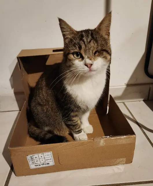 chat lost   56140 Caro Pirate