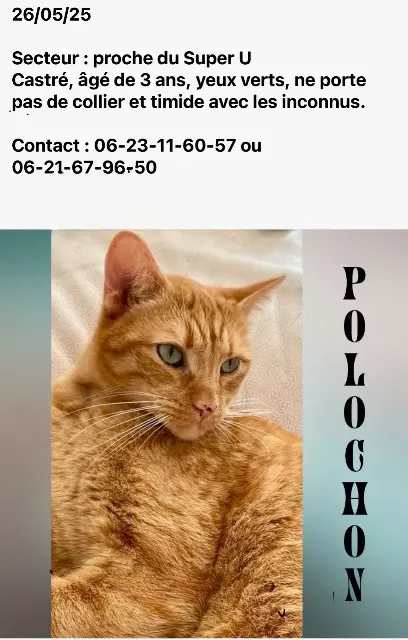 chat lost   56890 Saint-Avé Polochon