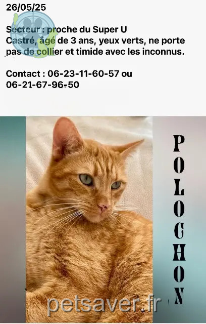 chat perdu 56890 Saint-Avé Polochon chat lost 56890 Saint-Avé Polochon