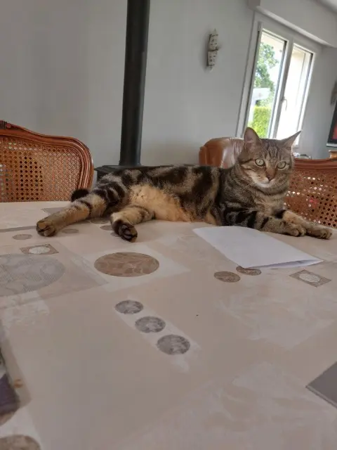 chat lost   56690 Nostang Pom