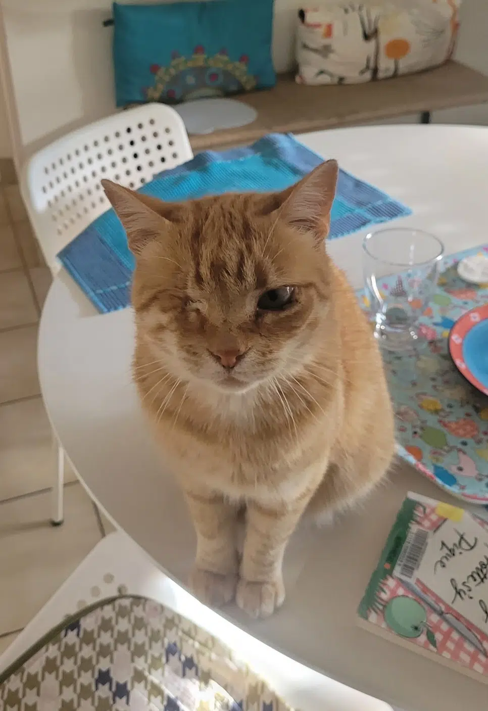 chat lost   56100 Lorient Pompon