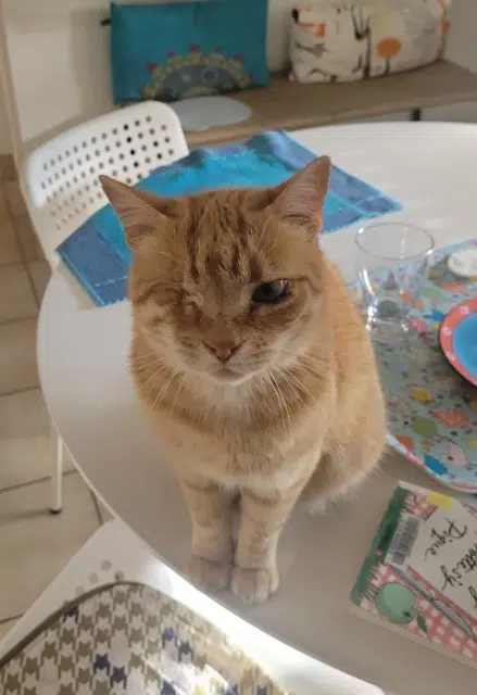 chat lost   56100 Lorient Pompon