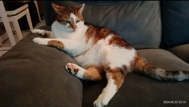 chat lost   56260 Larmor-Plage Pouic