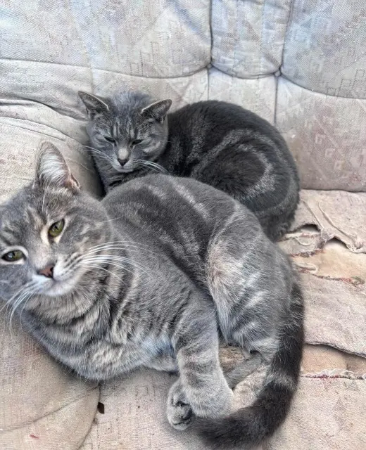 gatto perso 56430 Néant-sur-Yvel Princeetluna gatto lost 56430 Néant-sur-Yvel Princeetluna