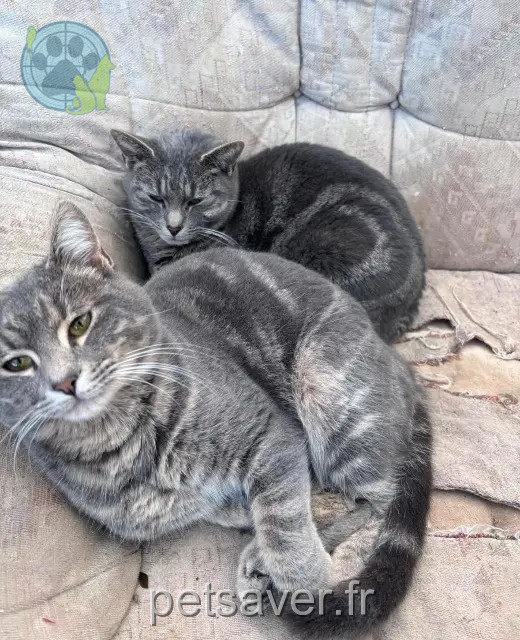 cat lost 56430 Néant-sur-Yvel Princeetluna cat lost 56430 Néant-sur-Yvel Princeetluna