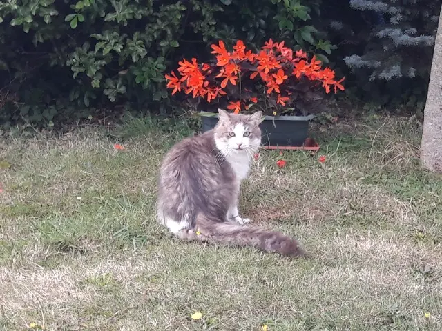 chat lost   56370 Sarzeau Ptiloup