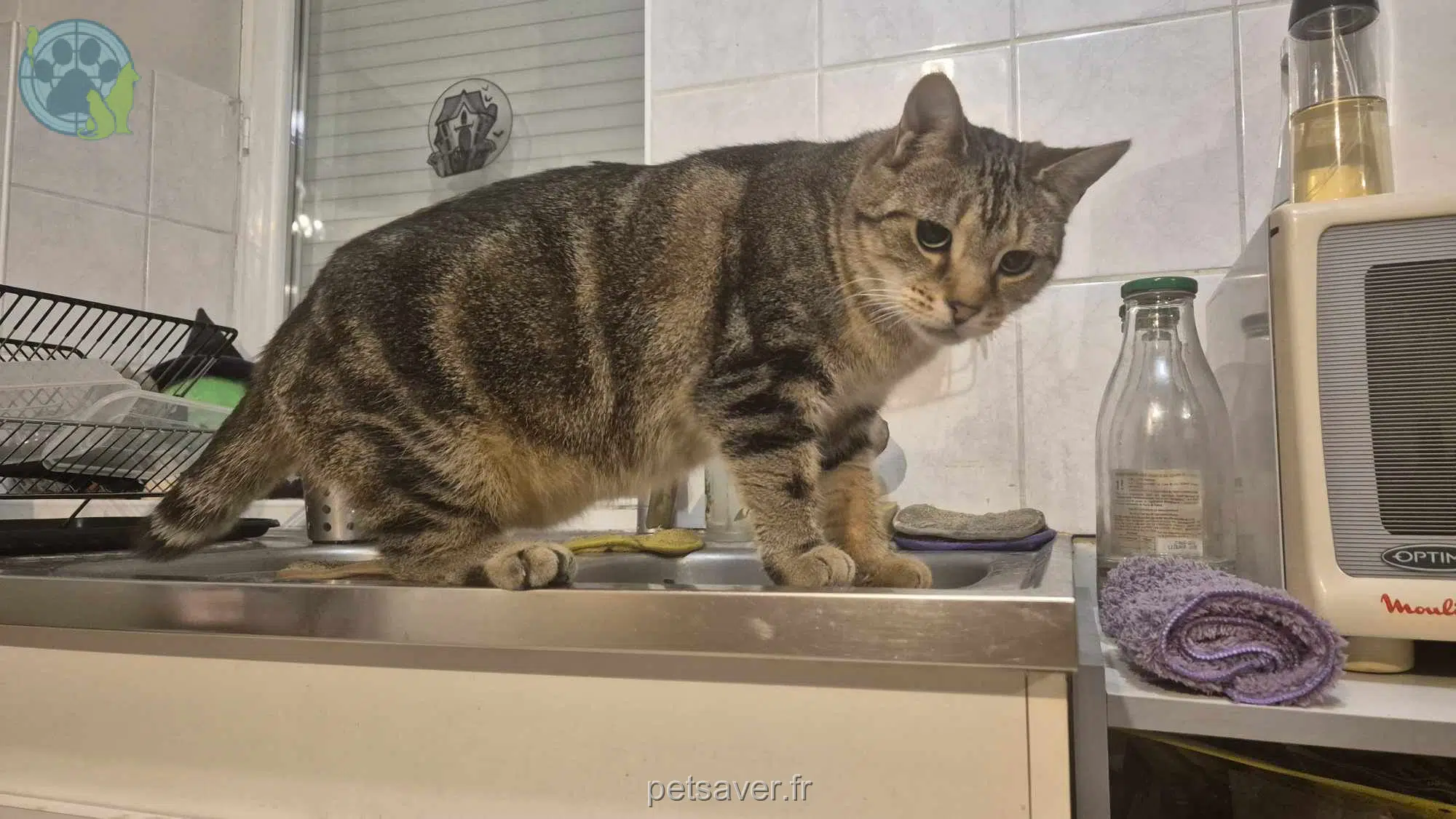 gatto lost   56130 Péaule Purr