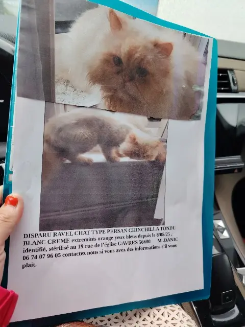 chat lost   56680 Gâvres Ravel