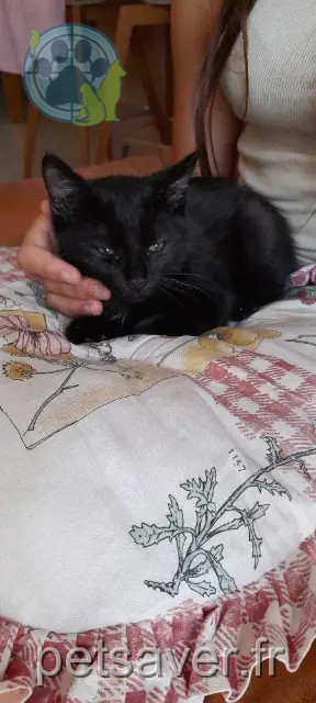gatto perso 56400 Brech Reglisse gatto lost 56400 Brech Reglisse