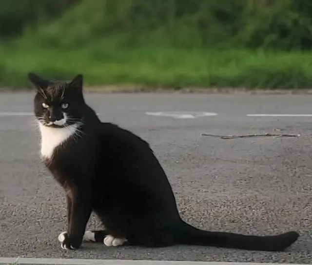 chat lost   56860 Séné Roméo