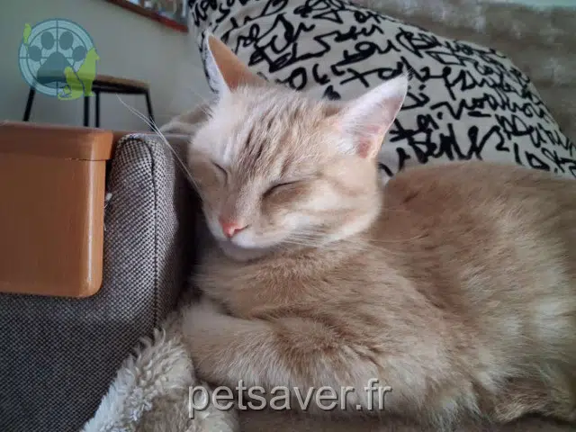 Kater lost 56500 Plumelin Roméo
