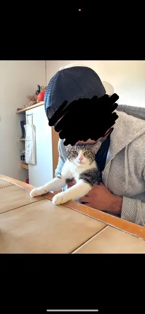 chat lost   56310 Bubry Salem