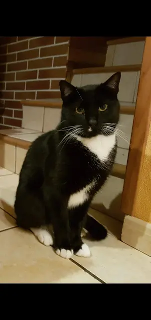 chat lost   56400 Plumergat San