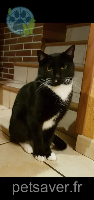kater vermist 56400 Plumergat San kater lost 56400 Plumergat San