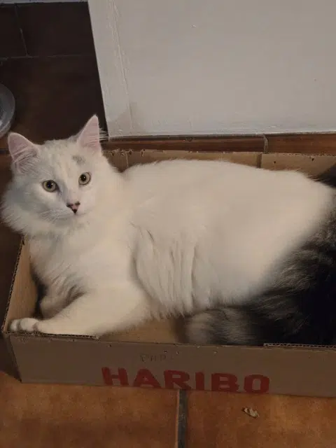 chat lost   56380 Guer Saphir