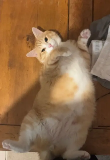 chat lost   56880 Ploeren Shivas