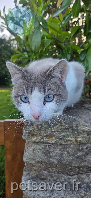 gatto perso 56370 Sarzeau Shogun gatto lost 56370 Sarzeau Shogun