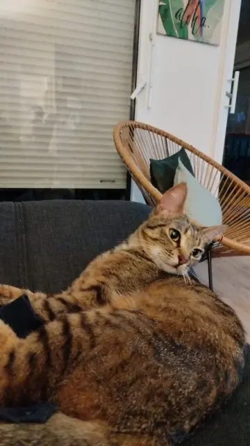 chat lost   56890 Plescop Silver