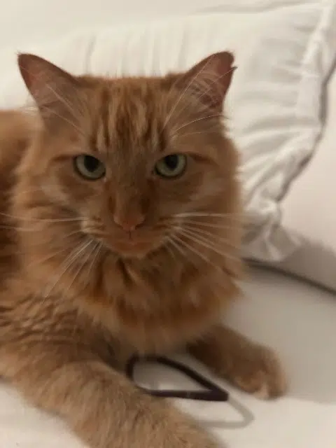 chat lost   56000 Vannes Simba