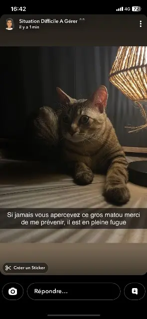 chat lost   56120 Josselin Simba