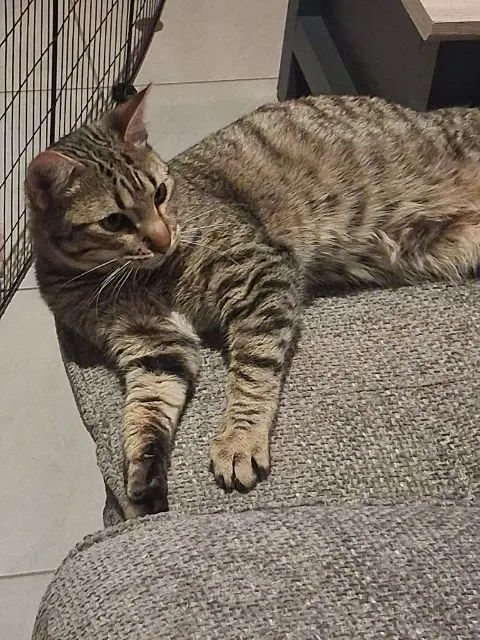 chat lost   56850 Caudan Sky