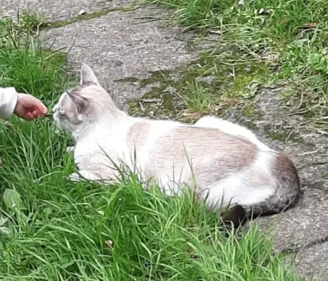 chat lost   56230 Molac Snow