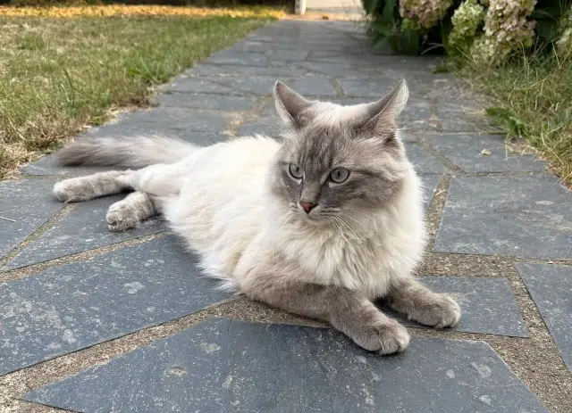 chat lost   56530 Quéven Snow