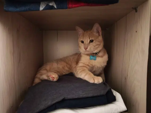 chat lost   56880 Ploeren Sparco