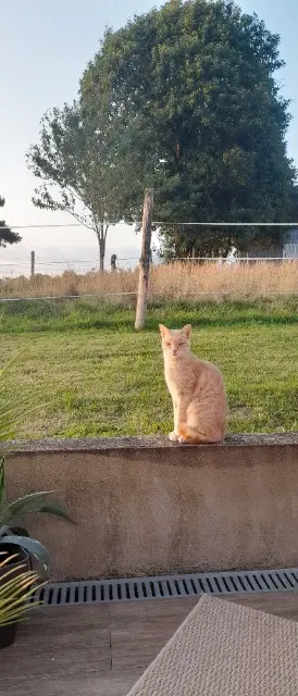 chat lost   56190 Noyal-Muzillac Sushi