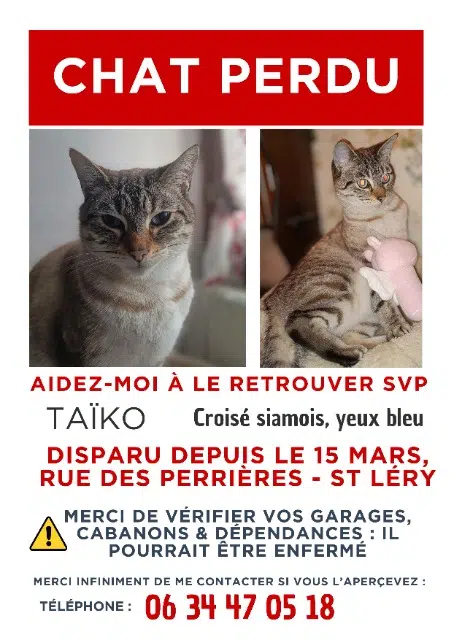 chat lost   56430 Saint-Léry Ta