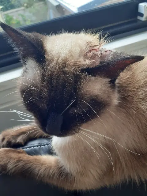 chat lost   56100 Lorient Taiko