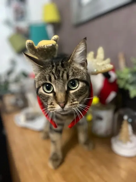 chat lost   56250 Elven Tambouille