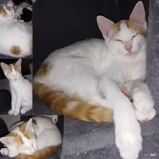 chat lost   56450 Theix-Noyalo Zéphyr