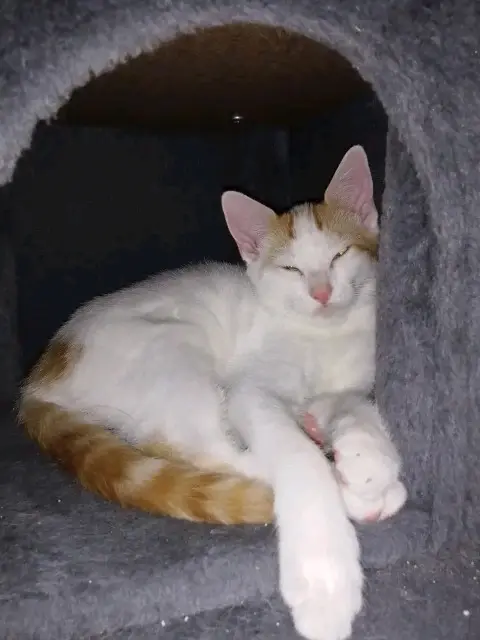 chat lost   56450 Theix-Noyalo Zéphyr