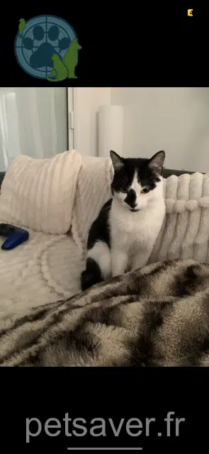 gato perdido 56450 Theix-Noyalo Oreo gato lost 56450 Theix-Noyalo Oreo