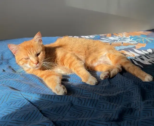 chat lost   56450 Theix-Noyalo Simba