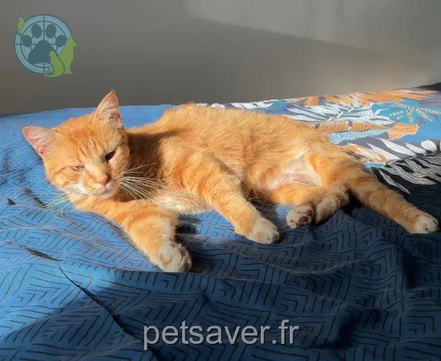 gatto perso 56450 Theix-Noyalo Simba gatto lost 56450 Theix-Noyalo Simba