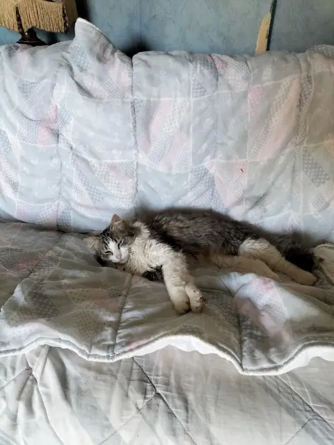 chat lost   56320 Le Faouët Tigri