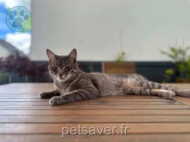 chat lost   56440 Languidic Tigrou