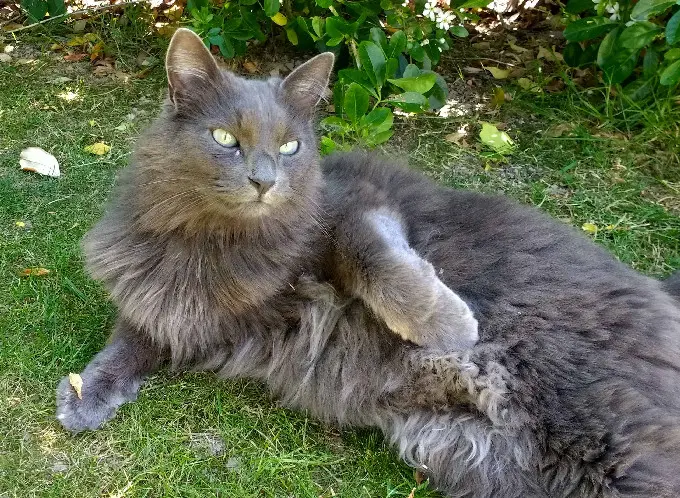 chat perdu 8 Rue du Roi Gradlon 56270 Plœmeur Timy chat lost 8 Rue du Roi Gradlon 56270 Plœmeur Timy