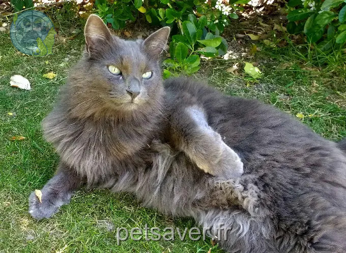 gato perdido 8 Rue du Roi Gradlon 56270 Plœmeur Timy gato lost 8 Rue du Roi Gradlon 56270 Plœmeur Timy