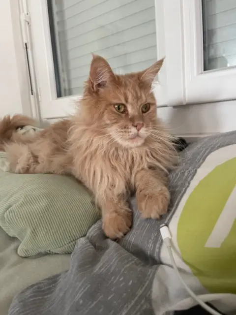 chat lost   56100 Lorient Tinou