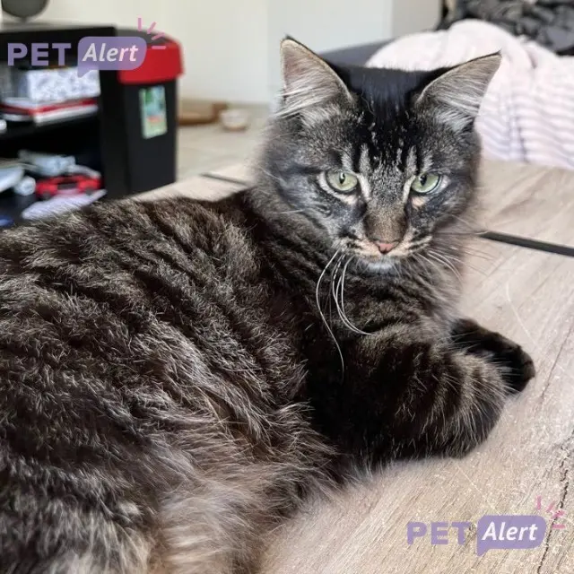 chat lost   56600 Lanester Titus