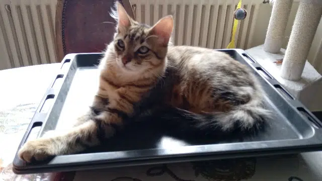 chat lost   56610 Arradon Tommy