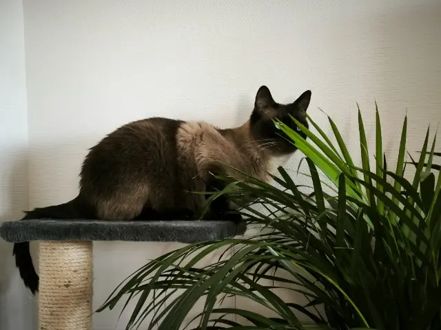 chat lost   56600 Lanester Tsuki