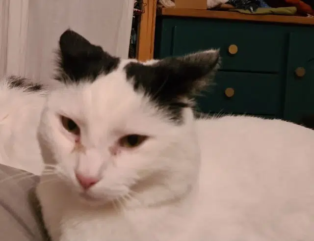 Kater vermisst 56410 Erdeven Uki Kater lost 56410 Erdeven Uki