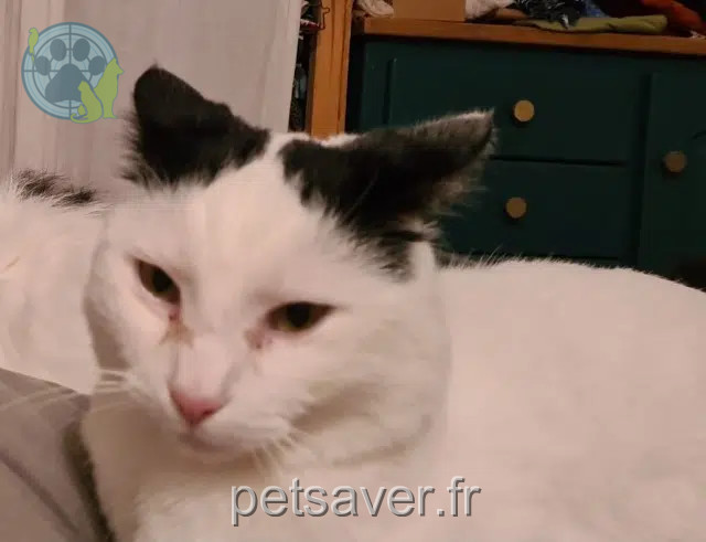 cat lost 56410 Erdeven Uki cat lost 56410 Erdeven Uki