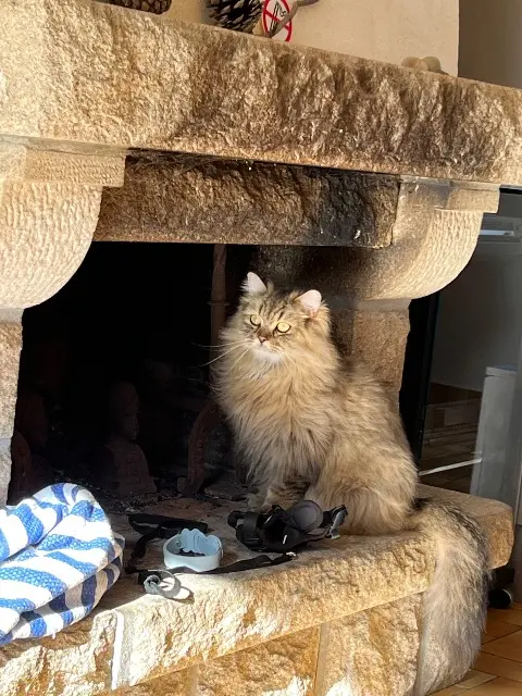 chat lost   56270 Plœmeur Ulysse