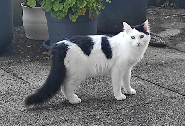 chat lost   56100 Lorient Uno