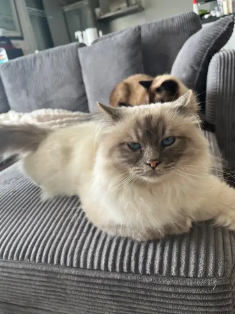 chat lost   56000 Vannes Uriel
